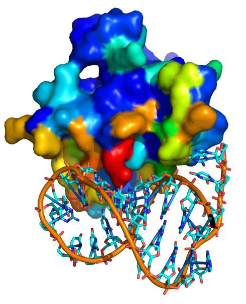 変異体実験等で結合サイトを確認すればより妥当なモデルを用いて複合体構造の議論が可能になる 転写後制御等に関わる RNA 結合タンパク質は タンパク質複合体として機能することがあるが そのような場合には我々の持つタンパク質ドッキングパイプラインとの併用も可能である また