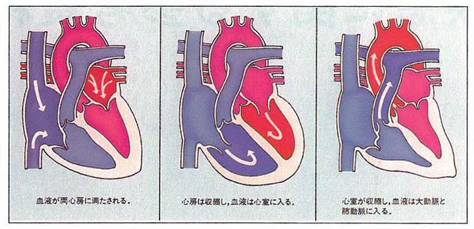 Ⅰ 突然死を理解するための基礎知識 1 心臓の解剖 生理 正常な心臓の構造と働き正常な心臓は2つの壁と2つの弁に仕切られた4つの部屋とそれぞれの部屋につながる血管からできている 4つの部屋は右心房 右心室 左心房 左心室という 右心房と左心房の間の壁を心房中隔といい 右心室と左心室の間の壁を心室中隔という