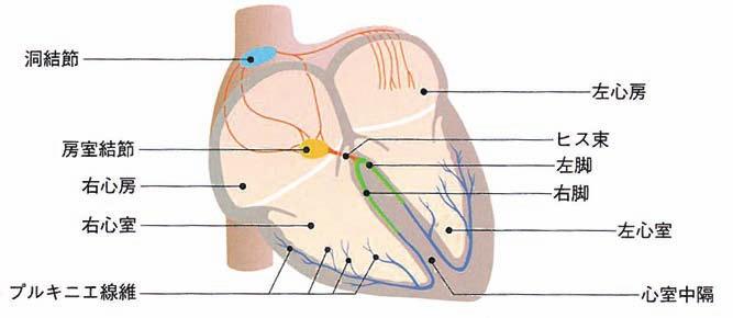1 心臓中の血液の流れ また 心臓を動かすための伝導系が 心臓の壁の中の内膜面に沿って走っている ペースメーカーの役割をする洞結節から出た電気刺激は 心房筋の中を通り房室結節に伝わる さらに ヒス束を通り右心室と左心室に分布する右脚と左脚に分かれ プルキニエ線維から心筋全体へ伝わる (Ⅰ 1 図 2)