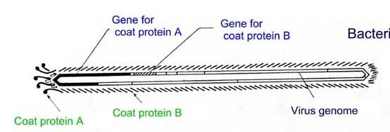 遺伝子型 - 表現型対応付け技術の重要性 ファージディスプレイ リボゾームディスプレイ