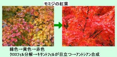 葉の付け根に 離層 という特殊な組織ができると落葉する 樹木によって 赤や黄