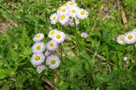 5m 小さな白い花びら が頭花の周りに並ぶ 花期は 8~10