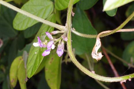 ヤブマメ ( 藪豆 ) マメ科 紅紫色の蝶形の花をつける