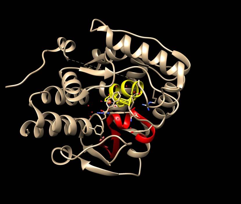 実例 : PS00029_PS00367 の共起関係 PS00367: (A: 268-279) Biopterin-dependent aromatic amino acid hydroxylases signature P17752 P04177 P70080 Tryptophan 5-hydroxylase 1 (Human) 3hf6A 1mlwA 3hf8A