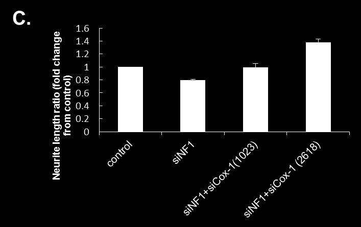 17-C) 神経突起の数については細胞間で顕著な差は見られなかった これらの結果から PC12 細胞において NF1 ノックダウンにより過剰に合成された COX-1 の発現を抑制することによって 神経突起退縮の改善が起こることがわかった Fig.