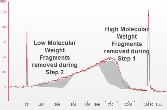 Part 3 短い DNA ライブラリーの作製磁気ビーズを用いたサイズ選択 8-10kb に断片化 Long range PCR ライブラリ作成