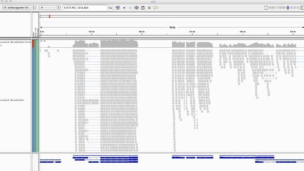 http://133.48.62.157/wiki5/doku.php?id=git2014sopen:ex1 2. 左上のプルダウンメニューから Drosophila melanogaster のゲノムを選ぶ ( 今回使っているリファレンスと同一のバージョンの Dmel ゲノムがないが今回の練習では r5.33 を選んで問題はない ) 3.