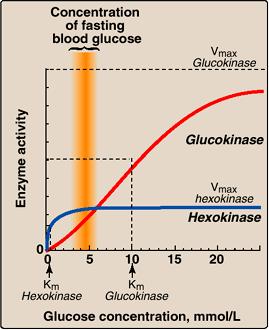 ヘキソキナーゼとグルコキナーゼ : 活性の濃度依存性 空腹時の血糖値 グルコキナーゼの Vmax 肝臓