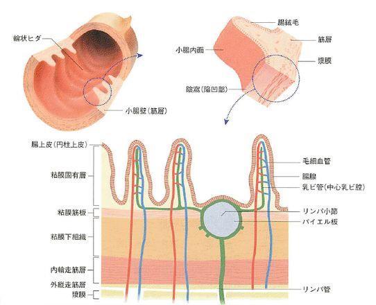 小腸の構造