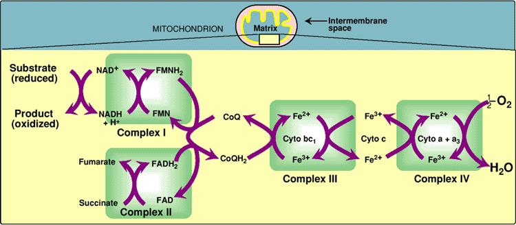 図 6.8 電子伝達系と電子運搬物質 ミトコンドリアのマトリクス NADH, FADH2 ミトコンドリア 電子の流れ 酸素 NAD+, FAD チトクロームオキシダーゼ 水