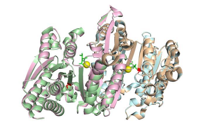 A B C D E 図 5 A: 陸上酵素 ( ピンク ; サブユニット 1