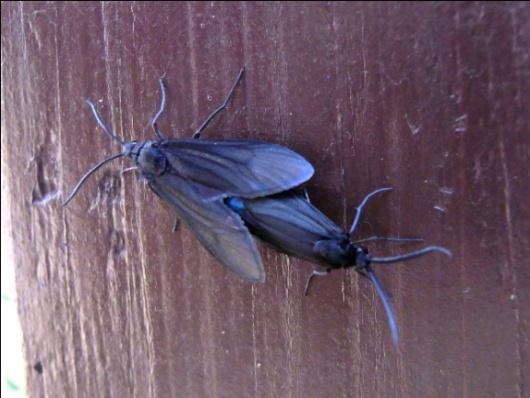 タケノクロホゾバ 13 体や翅は紺色がかった黒色 成虫の翅の開張は 20mm