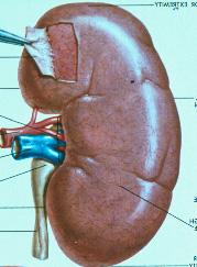 腎臓病の最初のサインは 糸球体の網目が壊れて 蛋白尿や血尿が出ることである その他にもいろいろな症状があるので 腎臓の働きに沿って説明する 図 1 腎臓の役割図 1 に示したように 腎臓は体の後ろ側の腰骨の上あたりに左右に1つずつ 計 2つある握りこぶし大の臓器である