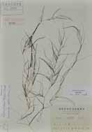Amana latifolia (Makino) Honda 分 布 本州 ( 関東地方 ~ 近畿地方 ) 四国 [ 日本固有種 ] 生 育 地