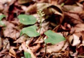 内山 ) 絶滅ヒメマイヅルソウ Maianthemum bifolium (L.) F.W.