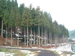 二酸化炭素の排出抑制につなげるためには 間伐材を木材や木質バイオマス資源として有効利用する必要があります また 間伐材の利用を拡大するためには 間伐材生産の採算性を向上させる必要があります 計画的な間伐の推進 森林の状況に応じて 適切な時期に間伐を実施し 二酸化炭素の吸収 貯留機能が高い森林づくりを推進します 利用間伐の促進 収益を見込むことができる森林については 間伐した木材を搬出して利用する