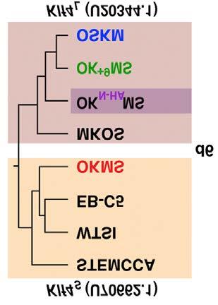 Fig.2 ポリシストロニック カセット中の KLF4 アイソフォームによる 初期化因子のタンパク発現の比較 KLF4 L を含むカセットで誘導すると KLF4 の発現が高い 3)KLF4 アイソフォームによるポリシストロニック カセットの分類誘導 6 日目の mcherry を発現している細胞を用いて 初期化開始時の遺伝子発現をマイクロアレイにより網羅的に解析した OKMS と OSKM(