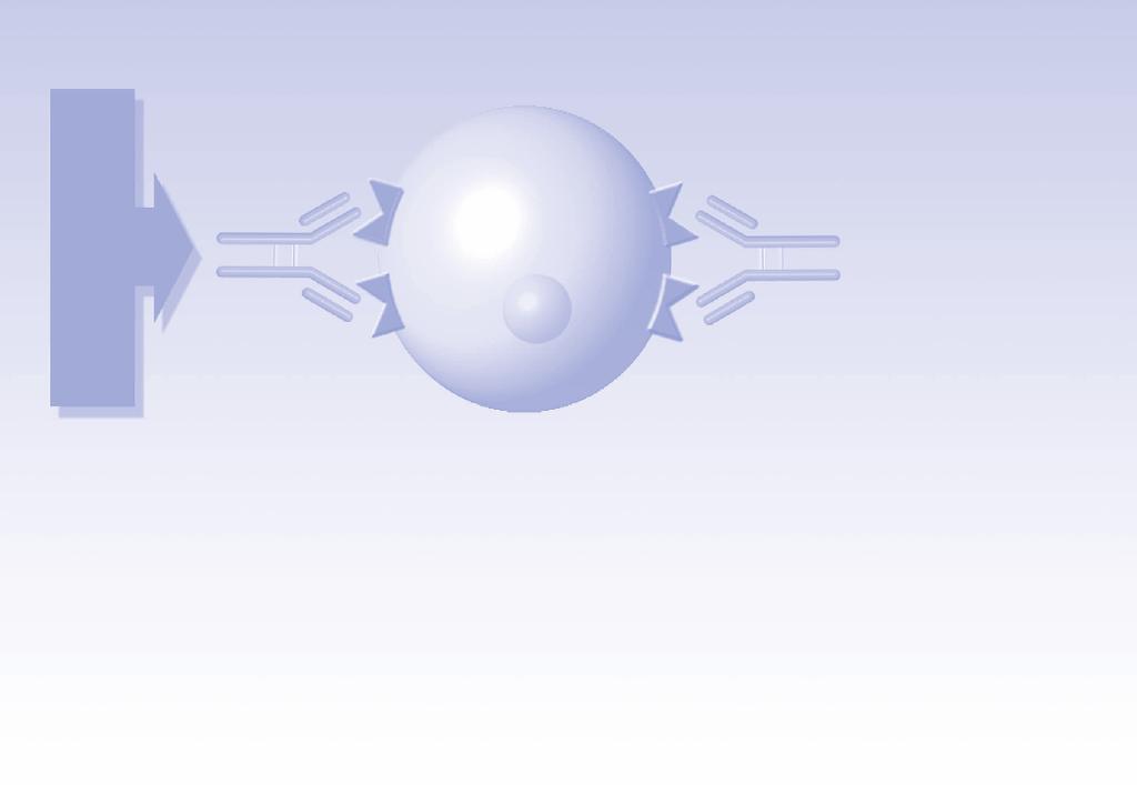 6. 薬効薬理 1 作用機序 28) リツキシマブのBリンパ球傷害作用は補体依存性細胞傷害作用 (complement-dependent cytotoxicity, CDC) 及び抗体依存性細胞介在性細胞傷害作用