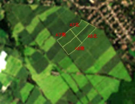 b. 雨季現地調査の直前 (2 月 18 日 ) に撮影された衛星画像と NDVI 解析結果を図 14 に示す 調査地点として事前に選定した箇所は 4 箇所の区画 (A7 北 A7 南 A8 北 A8 南 ) である