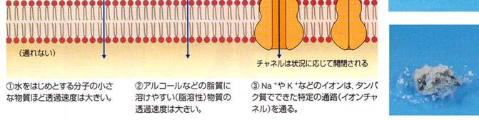 小胞体内部に合成されたタンパク質 核は DNA ゲノムや RNA