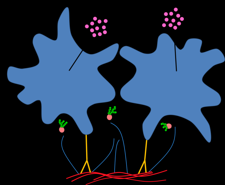 図 5.12 マンナンタンパク 質 の 減 少 および β-1,6-グルカンの 長 さの 増 加 がマクロファージの 活 性 化 機 構 に 与 える 影 響 A: 野 生 株 B:マンナンタンパク 質 が 減 少 した 変 異 株 C:β-1,6-グルカンの 長 さが 増 加 した 変 異 株 D:A と
