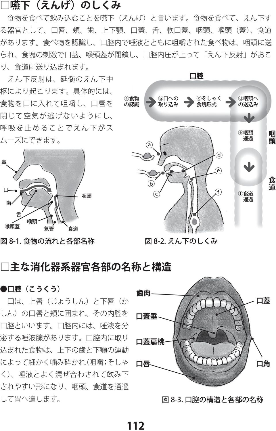 咽頭 呼吸を止めることでえん下がス 咽頭 通過 鼻 口 咽頭 歯 食道 食道 通過 舌 喉頭蓋 喉頭 気管 食道 図 8-1. 食物の流れと各部名称 図 8-2.