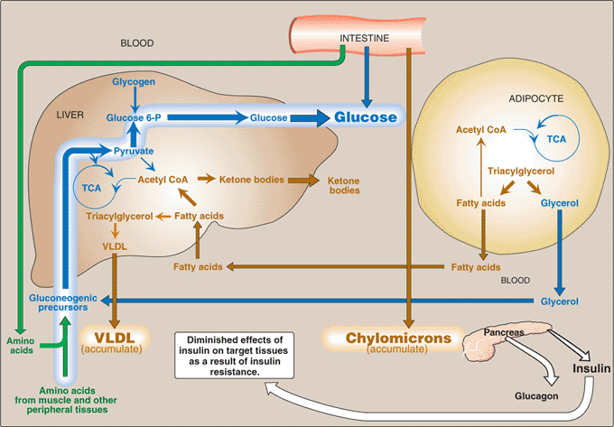 2 型 糖 尿 病 : 臓 器 間 の 関 係 糖 新 生 の 亢 進 リポタンパク 質 リパー ゼの 活 性 低 下 インスリンは 分 泌