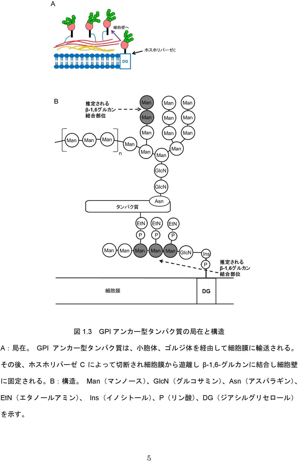 離 し β-1,6-グルカンに 結 合 し 細 胞 壁 に 固 定 される B: 構 造 Man(マンノース) GlcN(グルコサミン)