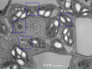 P17 P17 図２ ３ 図２ ３ リン脂質の構成と脂質二重層 右 細胞膜は脂質とタンパク質でできている 細胞質を外界から隔てている膜 細胞膜 原形質膜 は 脂質二 重層から成る単位膜と呼ばれる膜で 細胞内のすべての膜系は この単位膜からできている