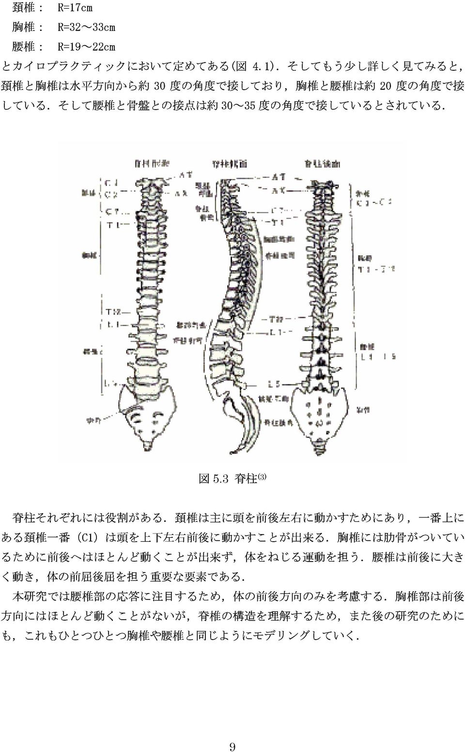 3 脊柱 (3) 脊柱それぞれには役割がある. 頚椎は主に頭を前後左右に動かすためにあり, 一番上にある頚椎一番 (C1) は頭を上下左右前後に動かすことが出来る.