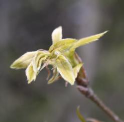 37 クチナシ ( 梔子 ) アカネ科 常緑 低木 花期は 6 7 月頃 オオヤエクチナシ 花は枝先に 1 個つく がく片が残る果実 静岡県以西の暖かい地方のものといわれるが,