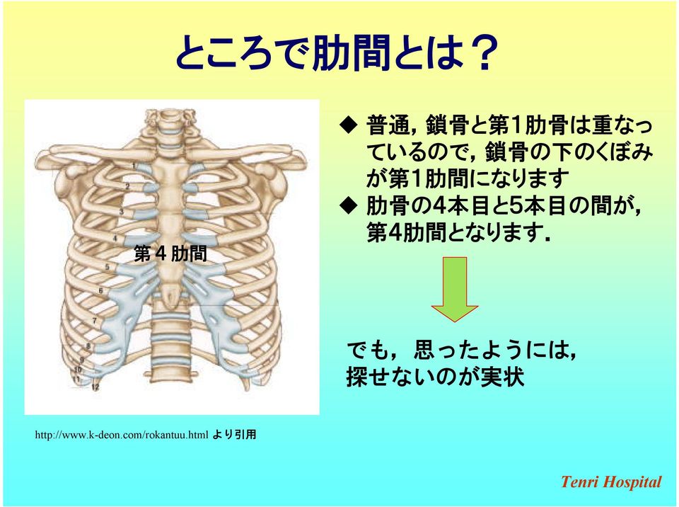 下 のくぼみ が 第 1 肋 間 になります 肋 骨 の4 本 目 と5 本 目 の 間 が,