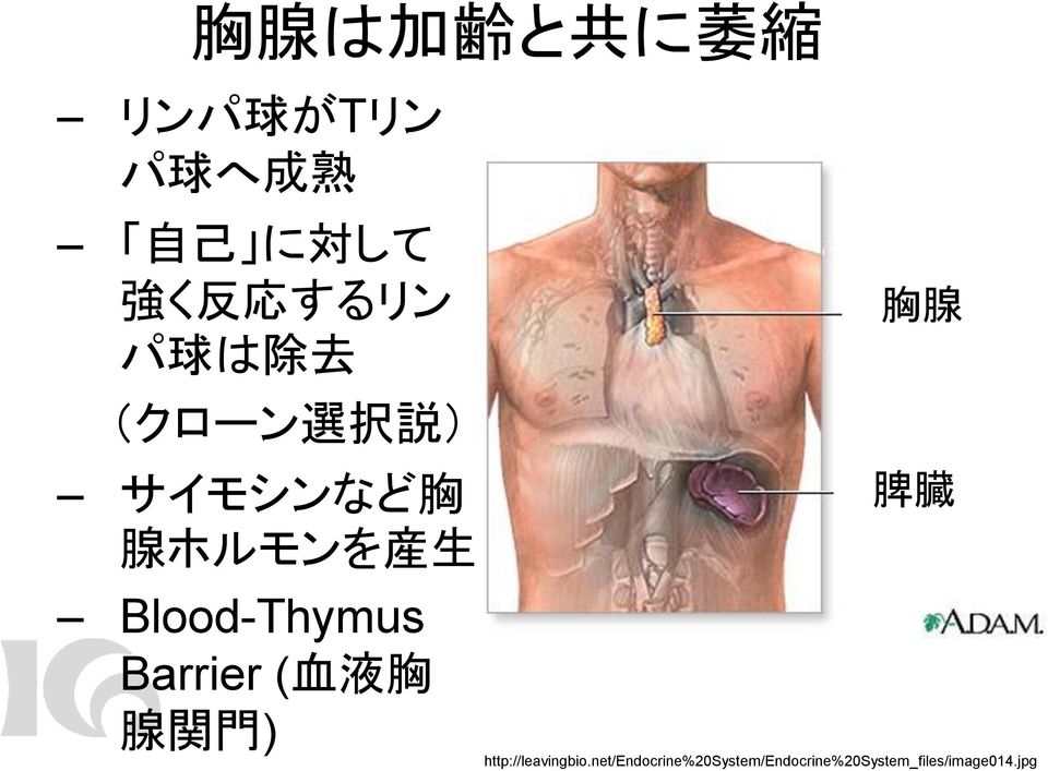 Blood-Thymus Barrier ( 血 液 胸 腺 関 門 ) 胸 腺 脾 臓