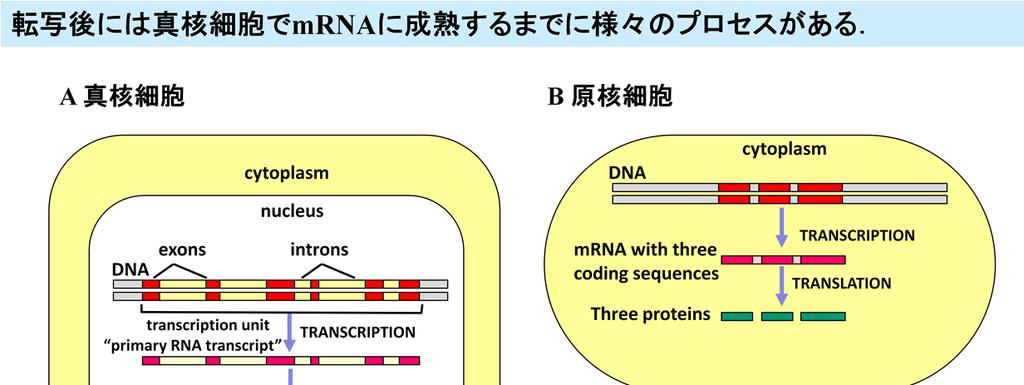 転写後 mrna に成熟するまでの様々のプロセス 真核細胞の転写後のプロセスは, 細菌などの原核細胞と比べると非常に手の込んだものです.