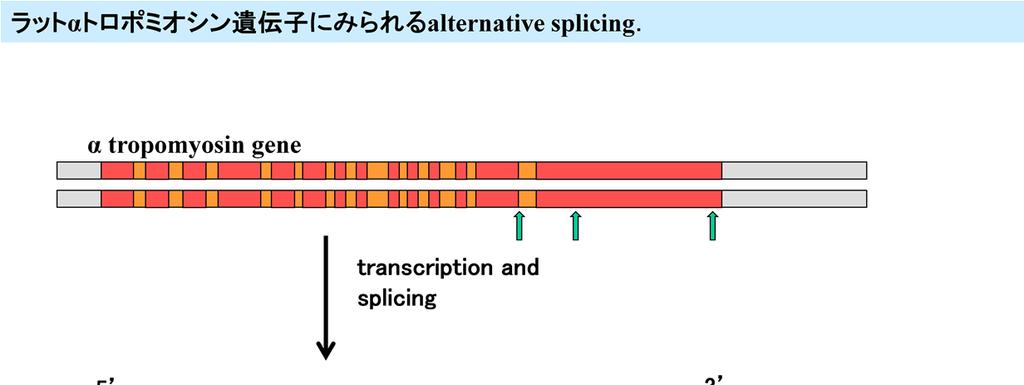 alternative splicing 真核細胞のエクソン / イントロンの意義は,1つには多細胞生物であることに関係するかもしれません.