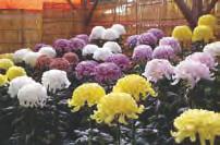 )الصورة: معرض الزهور في أواجي( في فورانو والتي تقع في وسط هوكايدو تقريب ا ينذر وصول تدرجات اللون األرجواني المشرق لالفندر وعبيره