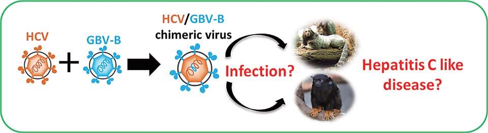 4. HCV based chimeric virus of which envelope is derived from GBV-B infects tamarin persistently: S. SUZUKI and H.