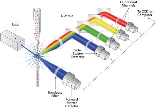 Optical System Optics and Detectors Separate fluorescence based on wavelength Flow Cell