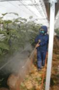 栽培面積 (10ha) 総合的害管理 (IPM) オランダは 21 世紀ミレニアムに向けて天敵利用技術を開発 農薬の大幅削減を達成した!