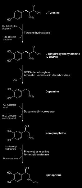 アミノホルモン ( 低分子ホルモン ) の合成 ( カテコールアミンの例 ) ドーパミン