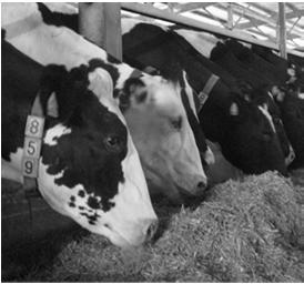 微細断 WCS の乳牛への給与効果 期待される効果 乾物摂取量の増加 コストの低減