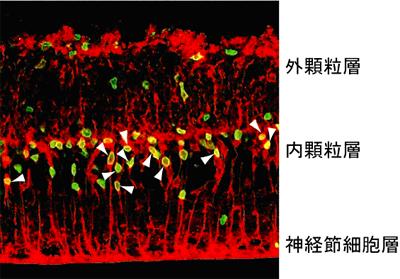 24, 256-262 (2006) より改変 ) 図 2 傷害後にミュラーグリア細胞が分裂する 緑 : 分裂細胞 赤 :