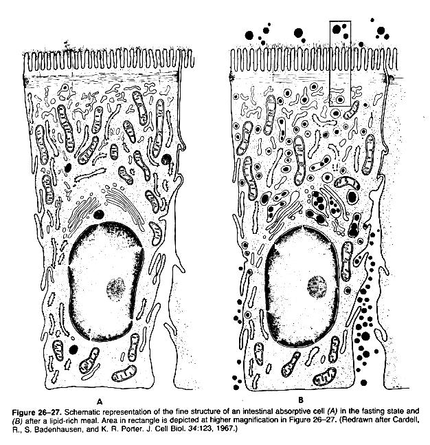 上皮細胞の turnover crypt 上半部 ( 細胞増殖帯 ) で細胞分裂した細胞は 成熟しながら villi をエスカレーター様に頂上部に向けて移動し 頂上部において apoptosis により脱落する 分裂から脱落までの時間は約 3 日 消化 吸収のメカニズム管腔内消化 luminal (cavital) digestion 唾液 (α-amylase, lipase)