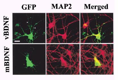 val 型に比べて met 型では神経細胞内での発現が弱い 細胞の端の方では