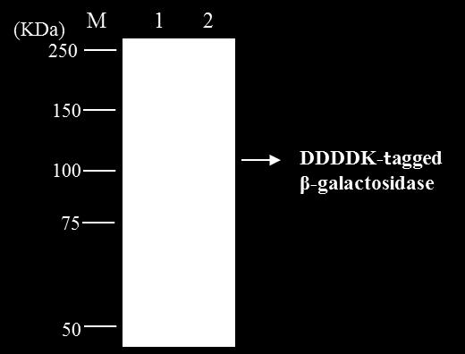精製の例 DDDDK-tag 融合 β-galactosidase タンパク質の精製 Lane1: Input Lane2: Eluate (purified using HA-tagged Protein Magnetic PURIFICATION KIT) ヒト胎児腎由来細胞株