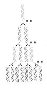 1950 年代後半メセルソン スタール DNA の複製は半保存的である もとの DNA 鎖それぞれに対して 1 本ずつ新しい DNA 鎖が合成され もとの DNA の情報がコピー ( 複製 ) される もとの DNA 鎖 コピーされた DNA 鎖 ( 半分はもとの DNA 鎖 ) 1967 年 DNA