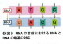 4 核酸の機能 (1) DNA は遺伝情報の担い手である エイブリーの実験 (1944) により DNA が遺伝物質であることが示された DNA を細胞に導入すると その DNA 上の情報により 細胞の形質が変化する ( 形質転換 ) S 株の細胞 無細胞抽出液を分子の種類で分画 遺伝情報の流れ ( セントラル ドグマ ) (2) DNA 中には タンパク質を作り出す情報の部分