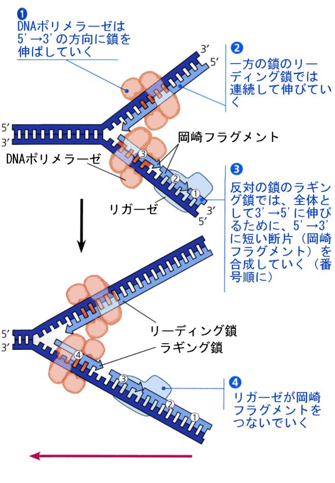 実験を行い これを実証するデータを得て発表した (1966) 最初は受け入れられなかった がこれが正しいことが分かり 現在ではラギング鎖で最初に合成される短い断片を Okazaki fragment と呼んでいる http://www.dent.tokushima-u.ac.jp/seiri/kana/notes/rofragment.