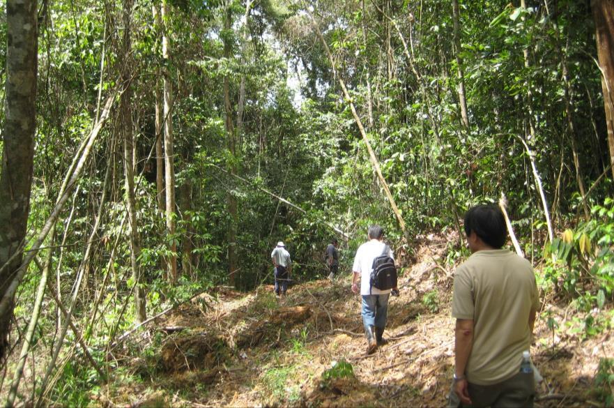Timber (E Kalimantan)