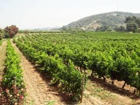 ブドウ品種:テンプラリーニョ85% グラシアーノ15% ブドウ品種:テンプラリーニョ 100%